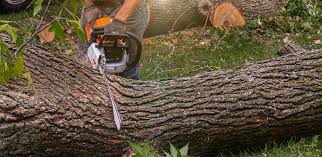 Best Tree Removal  in Clairton, PA